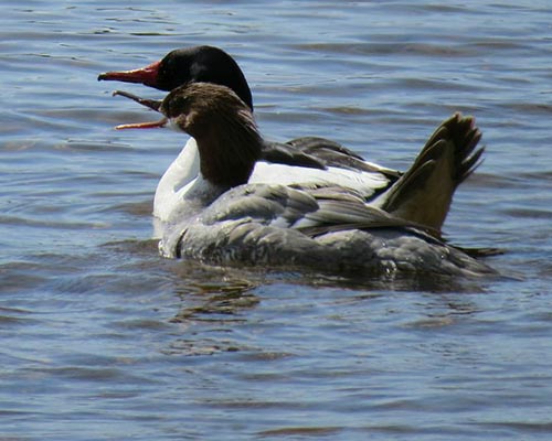 Common Merganser